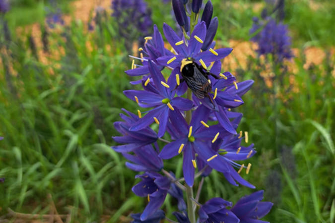 Camas in the DEP test plots 
